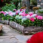 Vibrant hydrangea flowers blooming in a rustic outdoor garden setting, capturing the essence of spring.